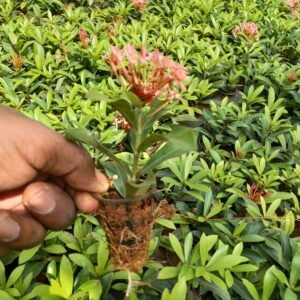 Exor Dwarf - small, compact plant with vibrant green foliage and striking, colorful flowers, ideal for container gardening and small spaces