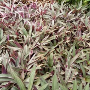 Rohio Verigted - striking plant with variegated foliage featuring a mix of green and contrasting colors, perfect for adding texture and visual interest to gardens and indoor spaces.