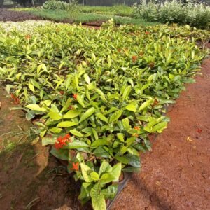 Singapore Exora Red - vibrant shrub with striking red flowers and lush green foliage, ideal for adding bold colour to gardens and containers.