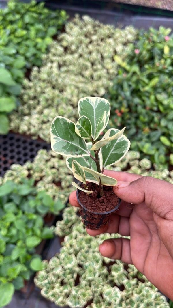 The Triangular Ficus Plant displayed with its neat, triangular-shaped leaves and lush green color, enhancing a desk or shelf with natural elegance.