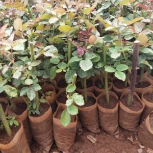 The Duch Rose in full bloom, featuring elegant, clustered roses with a range of colors, including red, pink, and white, against a backdrop of green leaves.