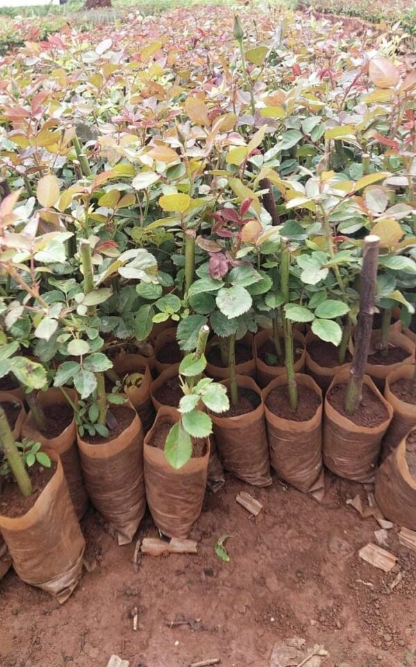 The Duch Rose in full bloom, featuring elegant, clustered roses with a range of colors, including red, pink, and white, against a backdrop of green leaves.