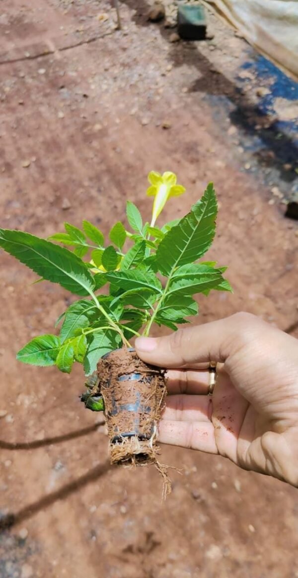 The Yellow Thai Tikoma in full bloom, featuring striking yellow flowers and dense, tropical green leaves.