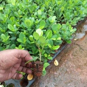 Ficus moclame houseplant with small, rounded, glossy green leaves in a decorative pot, showcasing a compact, bushy growth ideal for indoor spaces, living rooms, and offices.