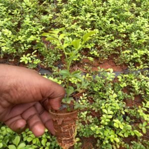 Dwarf Kamini - compact, aromatic shrub with glossy green leaves and fragrant white flowers, perfect for small gardens and decorative landscaping.