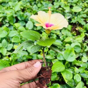 Dwarf Hibiscus