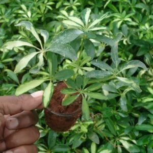 Shifflera Minichar