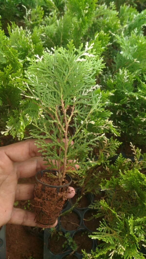 verigted Thuja