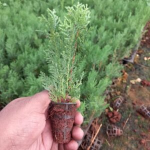 Green thuja