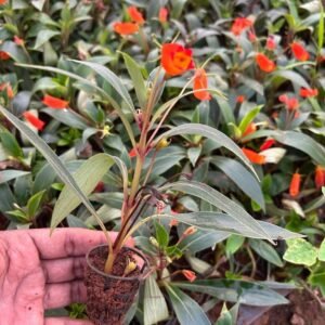 gloxinia sylvicta