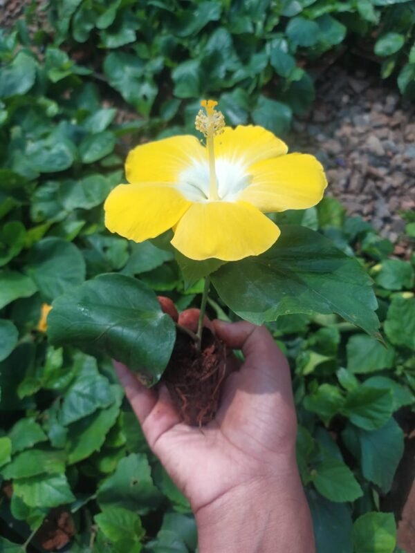 American hibiscus