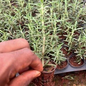 Rosemary plant