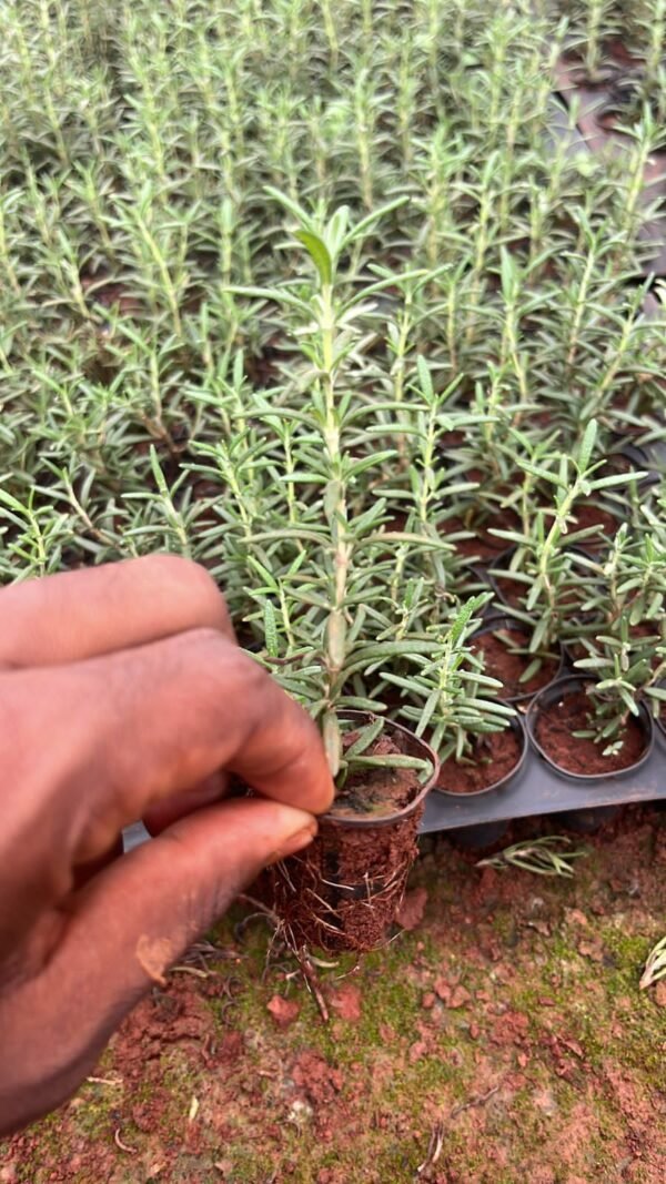 Rosemary plant