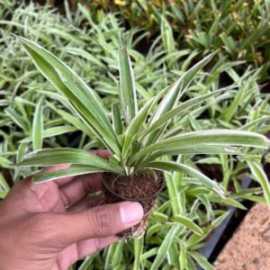 Spider Plant