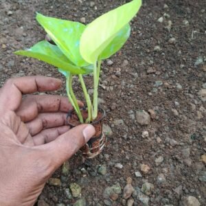 Golden Money plant