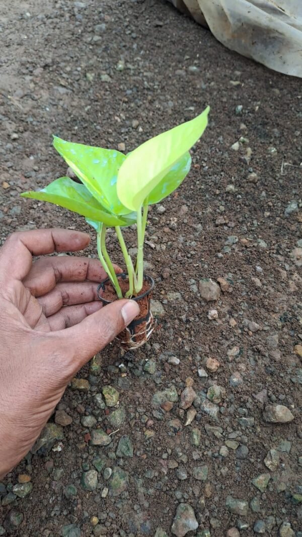 Golden Money plant