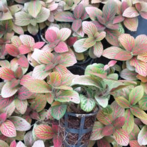 Fittonia Red