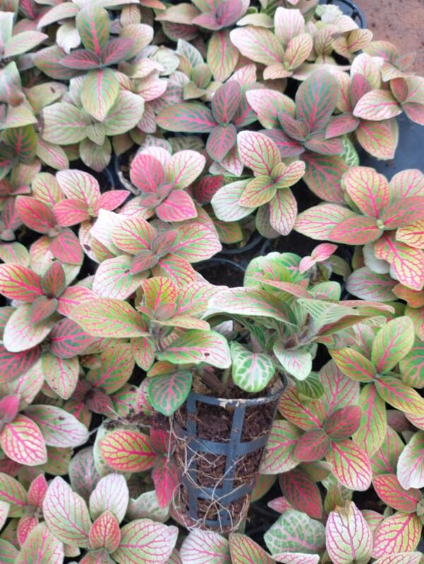 Fittonia Red