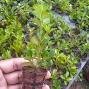 Boxwood outdoor plants