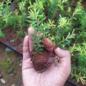 Bottle Brush Green