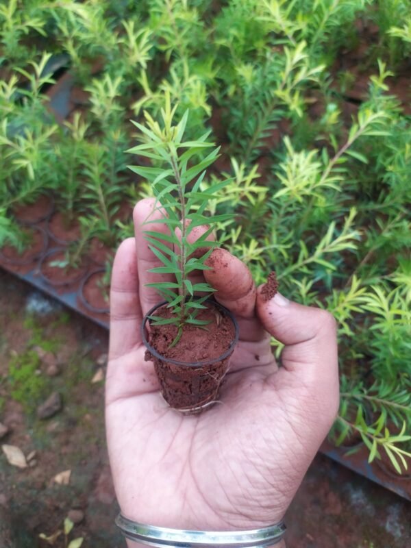 Bottle Brush Green