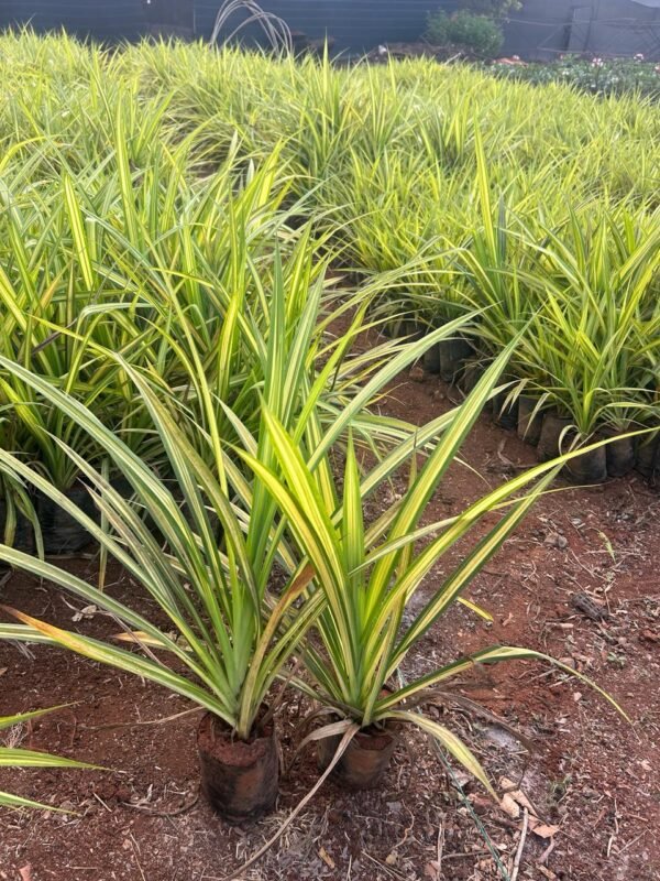 Pandanus 5x6