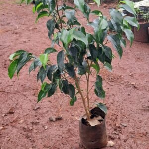 Black Ficus 5x6