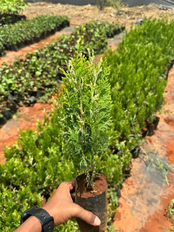 Verigted Thuja 5x6