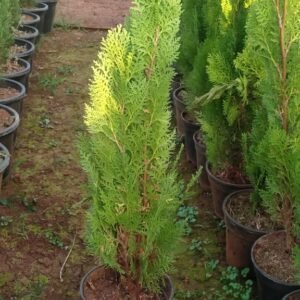 Golden Thuja 6"