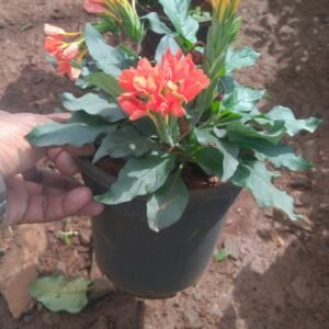 Aboli Orange 6"