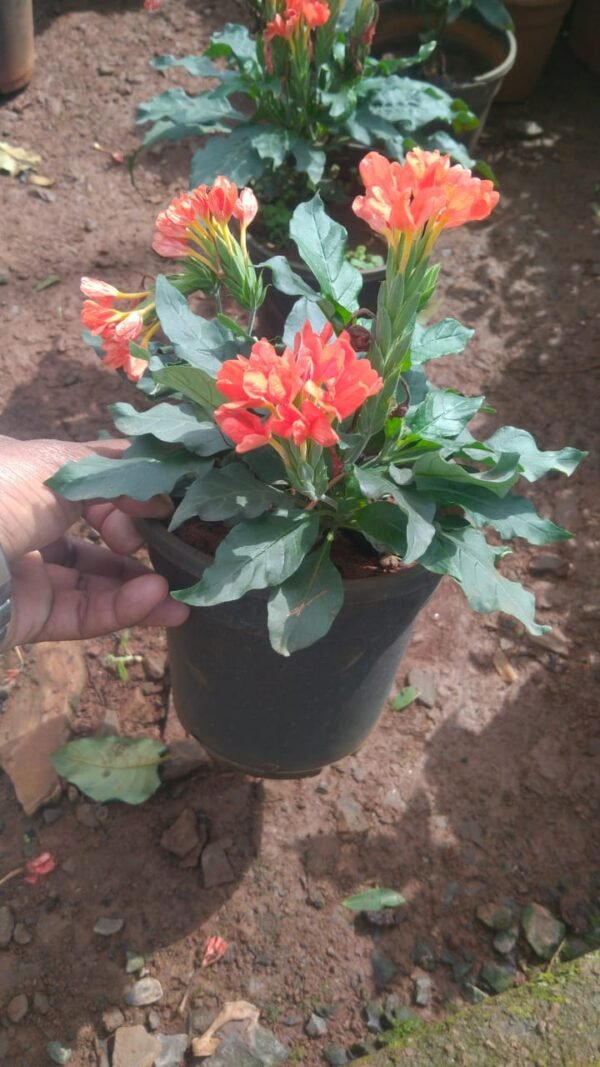 Aboli Orange 6"