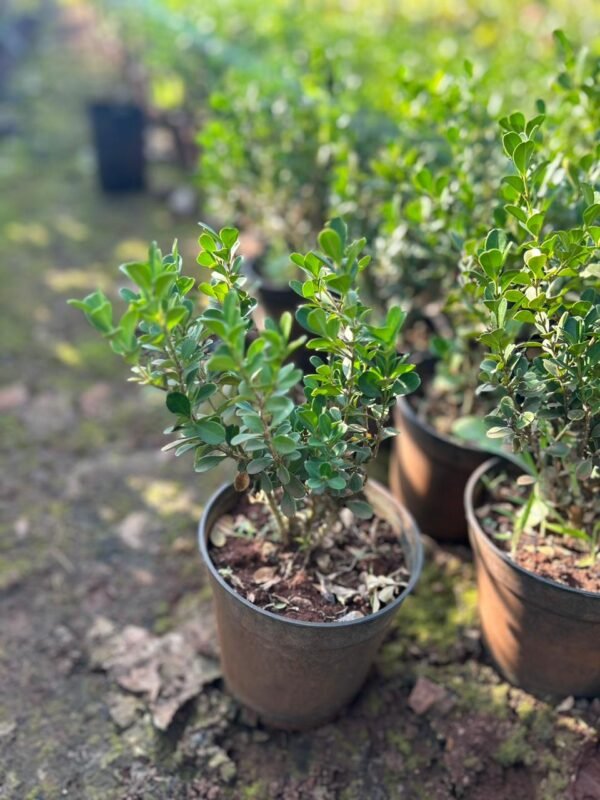 Boxwood