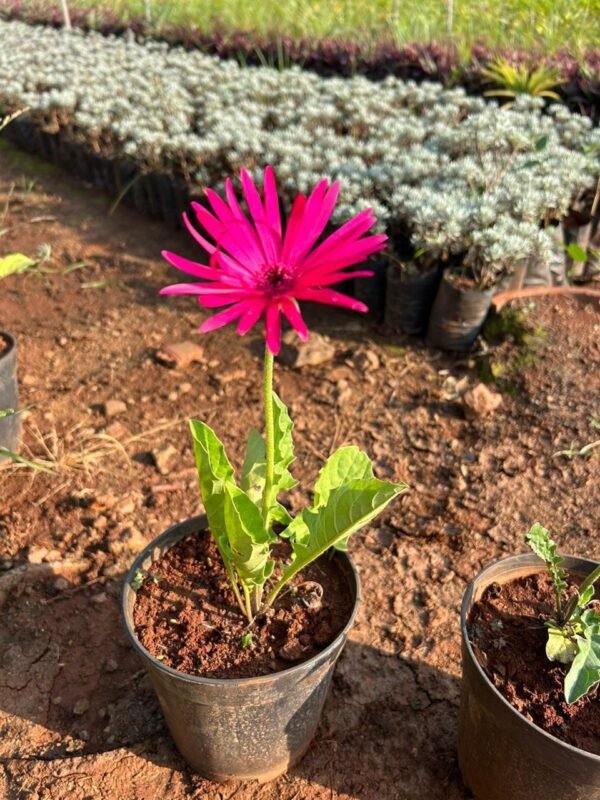 Gerbera outdoor