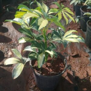 Shifflera Verigted 