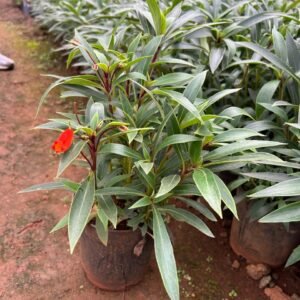 Gloxinia Sylvicta