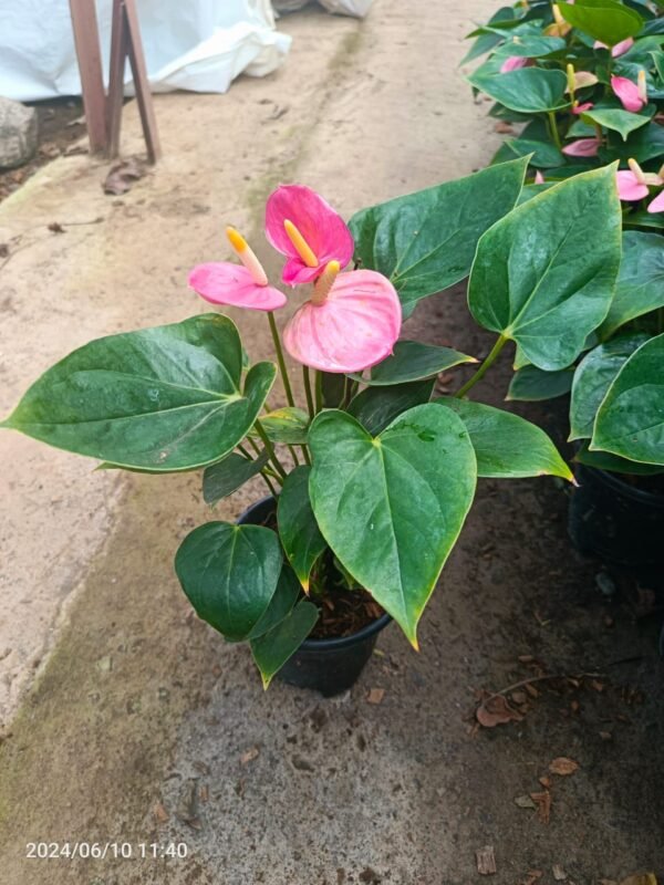 Anthurium