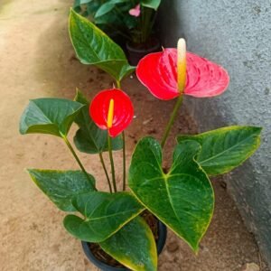 Anthurium