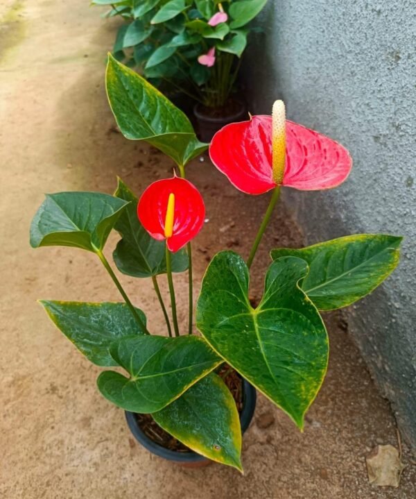 Anthurium