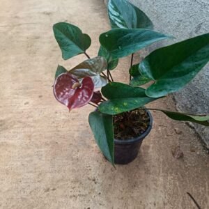 Anthurium