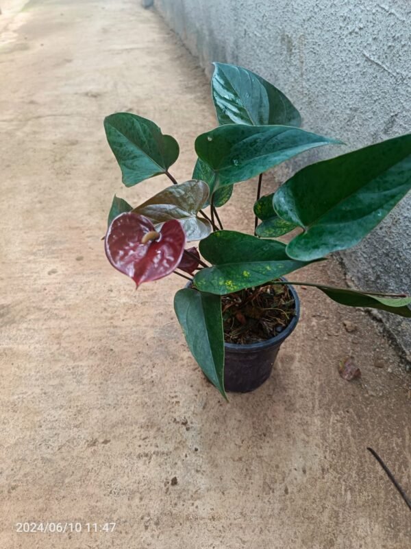 Anthurium