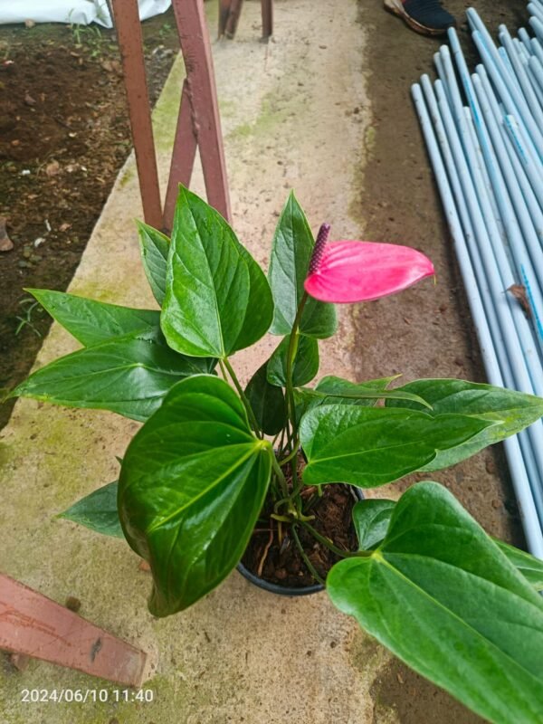 Anthurium