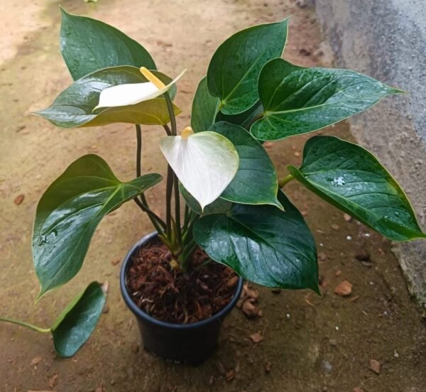 Anthurium