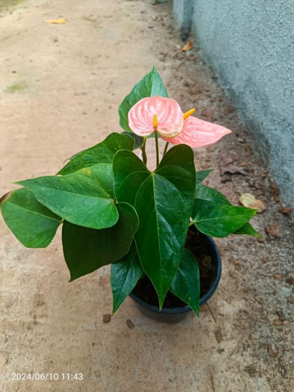 Anthurium