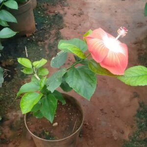 Dwarf Hibiscus