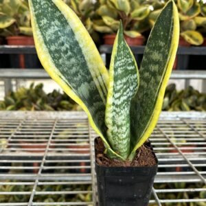 Snake plant 4