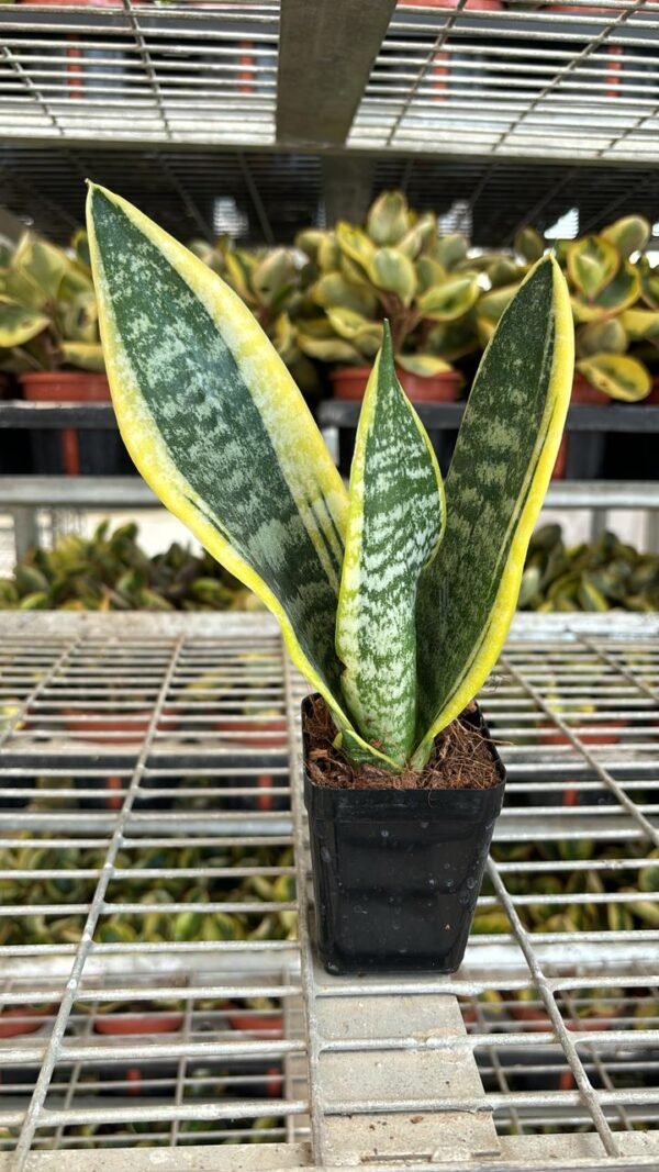 Snake plant 4