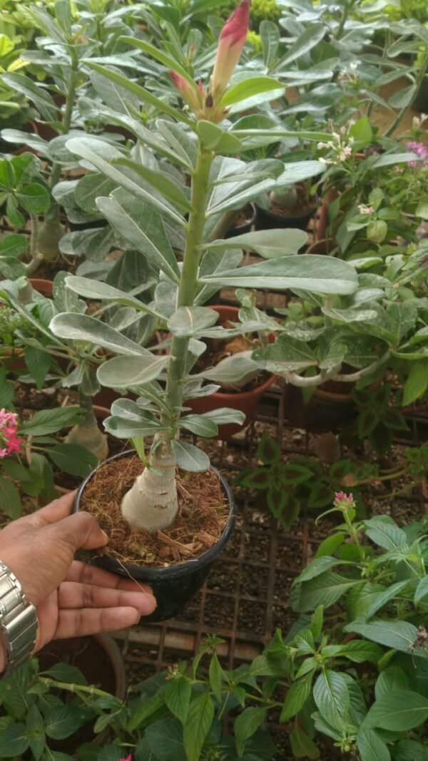 Adenium mix