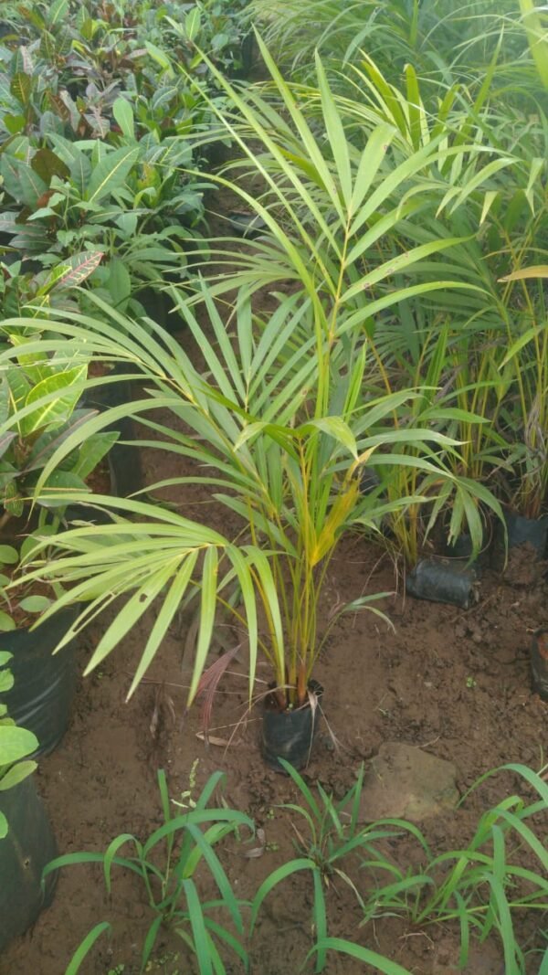 Areca Palm 5x6