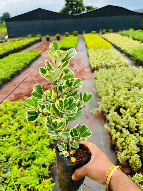 Trangular Ficus 5x6