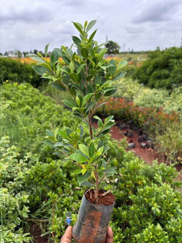 Makrand Ficus 5x6